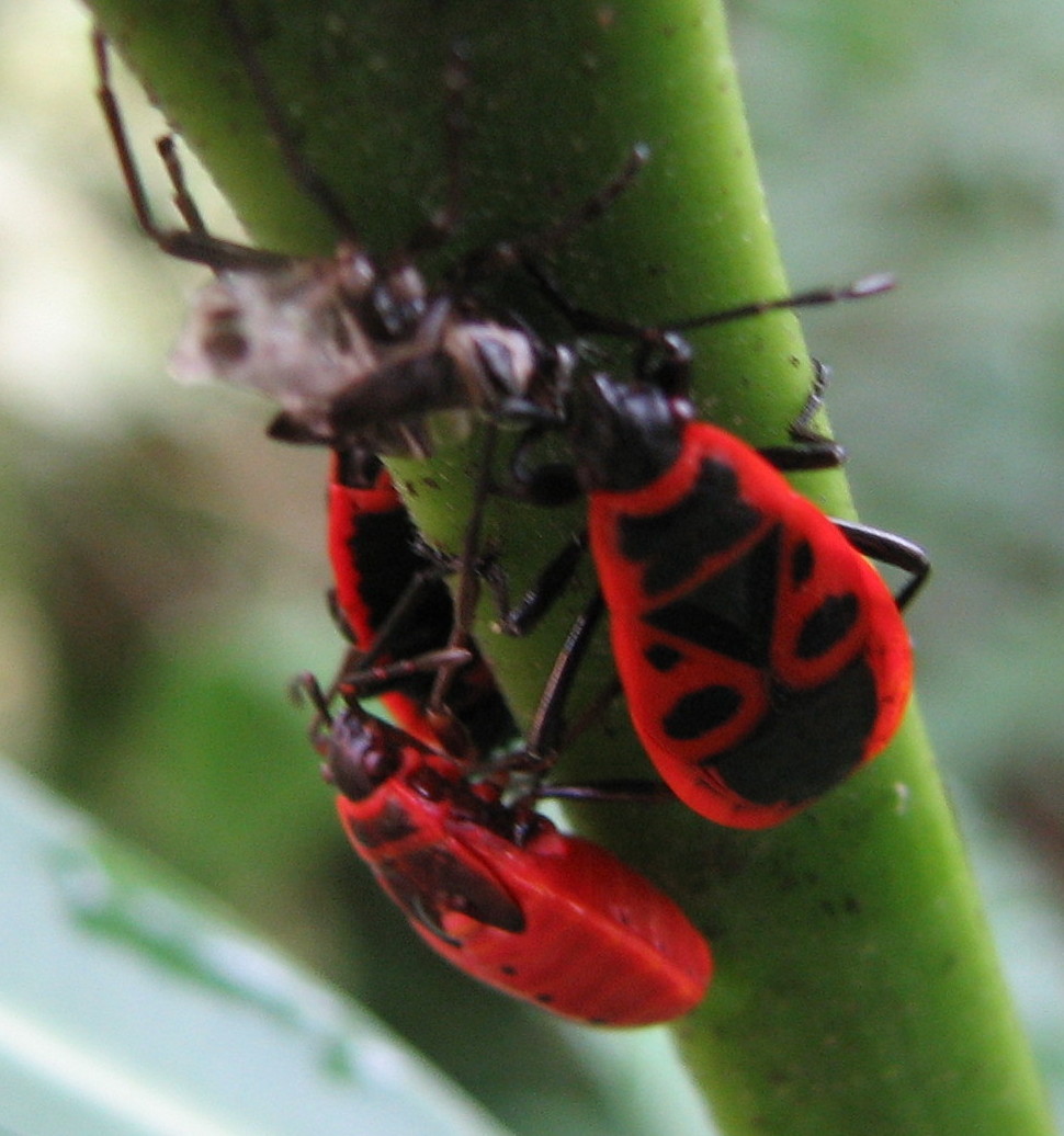 Neanidi di Pyrrhocoris apterus?